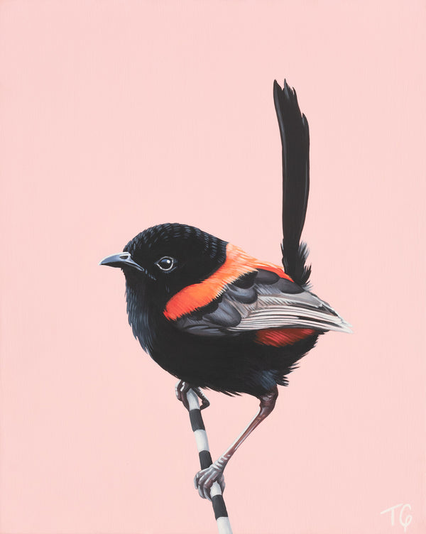 Original Artwork - 'The Wren & His Jazzy, Red Waistcoat