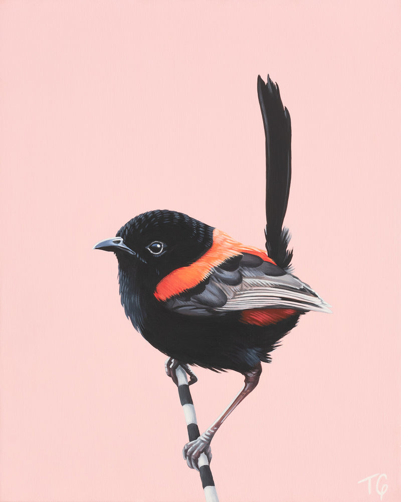 Original Artwork - 'The Wren & His Jazzy, Red Waistcoat